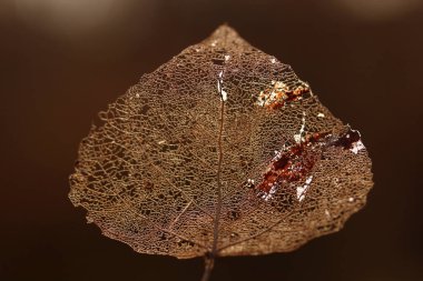 Yaprak damar iskeletinin makro görüntüsü. Soyut doku arkaplanı.