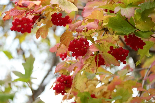 Ягоди Viburnum Кущах Восени Gilaburu — стокове фото