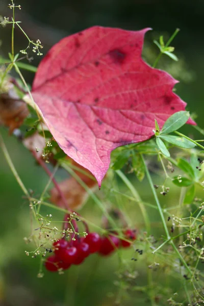 Viburnum Bayas Los Arbustos Otoño Gilaburu — Foto de Stock