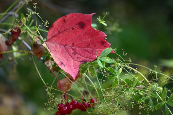 Viburnum Bayas Los Arbustos Otoño Gilaburu — Foto de Stock