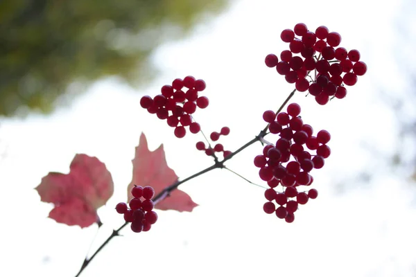 Viburnum Μούρα Θάμνους Φθινόπωρο Gilaburu — Φωτογραφία Αρχείου