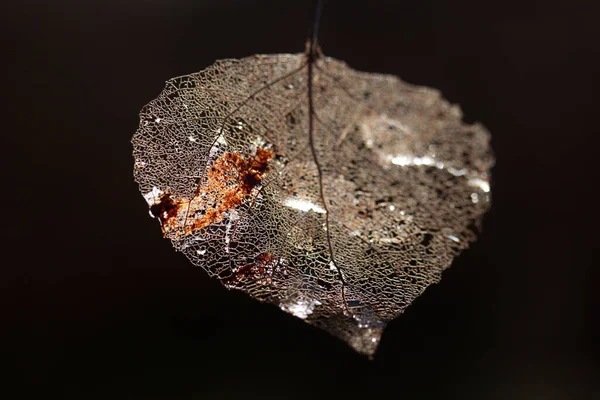 Makro Ujęcie Szkieletu Żyły Liściastej Streszczenie Tekstury Tła — Zdjęcie stockowe