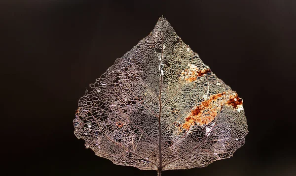 Makro Skott Blad Ven Skelett Abstrakt Struktur Bakgrund — Stockfoto