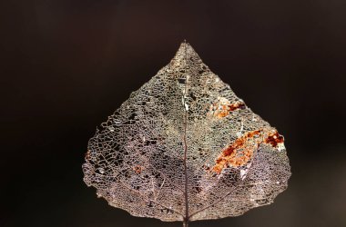 Yaprak damar iskeletinin makro görüntüsü. Soyut doku arkaplanı.