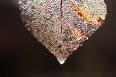 Yaprak damar iskeletinin makro görüntüsü. Soyut doku arkaplanı.