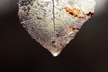 Yaprak damar iskeletinin makro görüntüsü. Soyut doku arkaplanı.