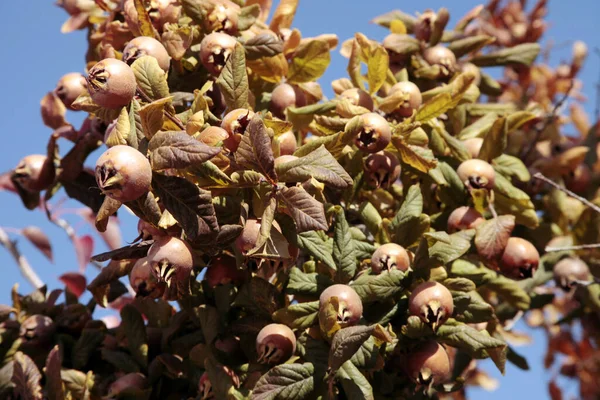 Przydatne Owoce Mespilus Germanica Medlar — Zdjęcie stockowe