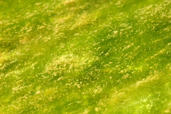 Colores Verde Amarillo Agua Contaminada Con Algas —  Fotos de Stock