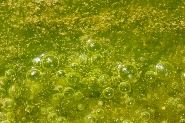 Cores Verde Amarelo Água Poluída Com Algas — Fotografia de Stock