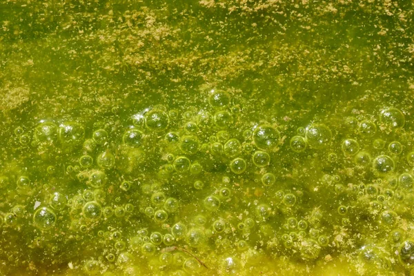 Green and yellow colors. Polluted water with algae.