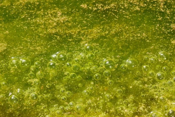 Grüne Und Gelbe Farben Verunreinigtes Wasser Mit Algen — Stockfoto