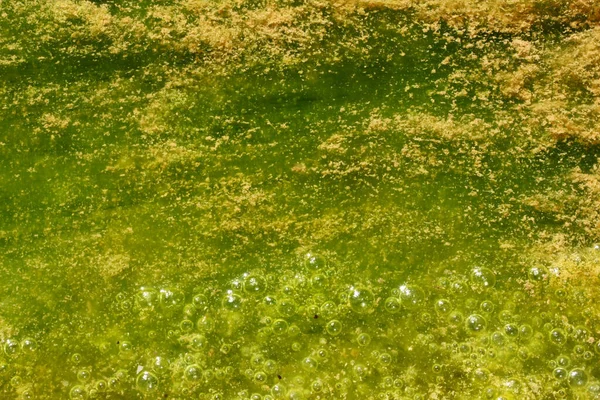 Couleurs Vert Jaune Eau Polluée Aux Algues — Photo