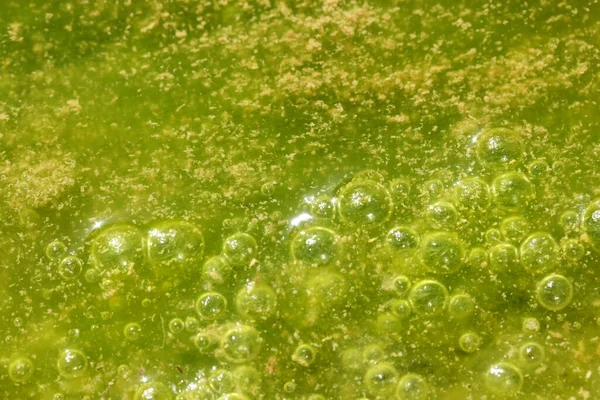 Zielone Żółte Kolory Zanieczyszczona Woda Glonami — Zdjęcie stockowe