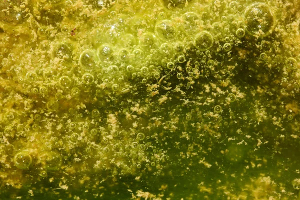 Yeşil Sarı Renkler Alglerle Kirlenmiş — Stok fotoğraf