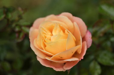 Gül ve yeşil, küçük böcekler.