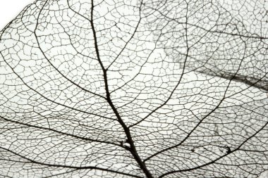 Yaprak damar iskeletinin makro görüntüsü. Soyut doku arkaplanı.