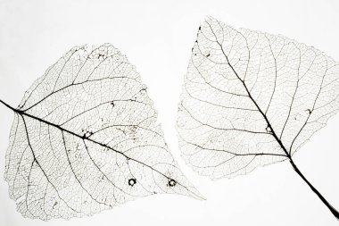 Yaprak damar iskeletinin makro görüntüsü. Soyut doku arkaplanı.