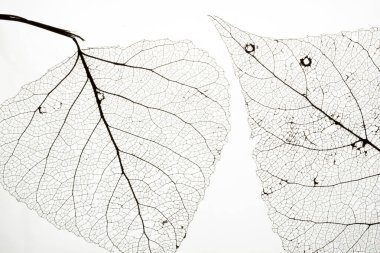 Yaprak damar iskeletinin makro görüntüsü. Soyut doku arkaplanı.