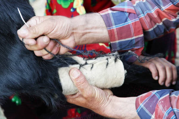 Goat Broken Leg Treatment Nomadic People — Stock Photo, Image