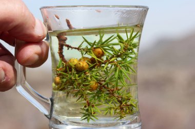 Juniper, Juniperus oxycedrus. Sıcak bitki çayı..