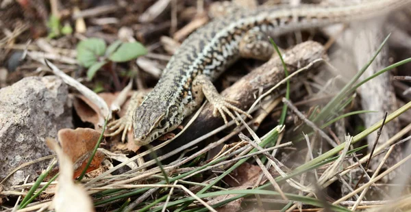 Small Cute Lizard Grass — Stock Photo, Image