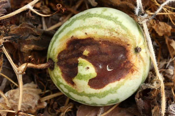 Melon Pourri Reste Récolte Des Melons Légumes Pourrissants Sur Terrain — Photo