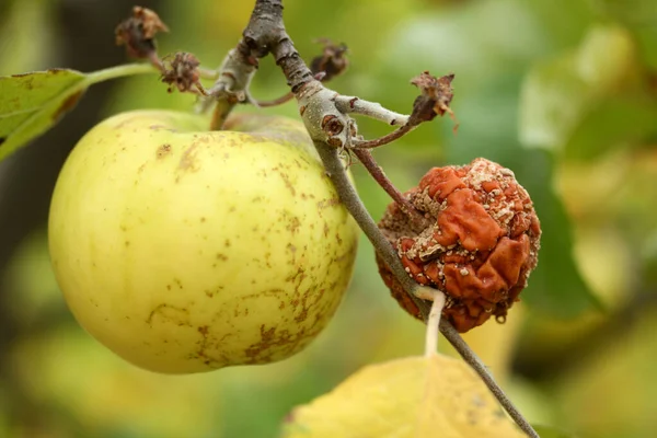 Ripe apple and rotten apple on the tree branch.