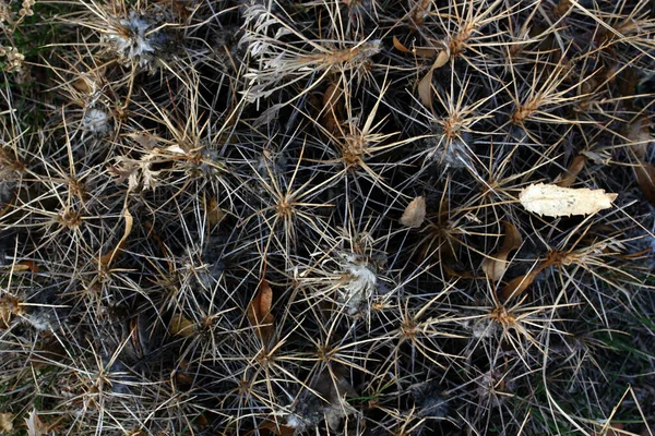 Espina Seca Hoja Otoño —  Fotos de Stock