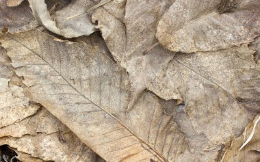 kuru yapraklar soyut doku arkaplanı 