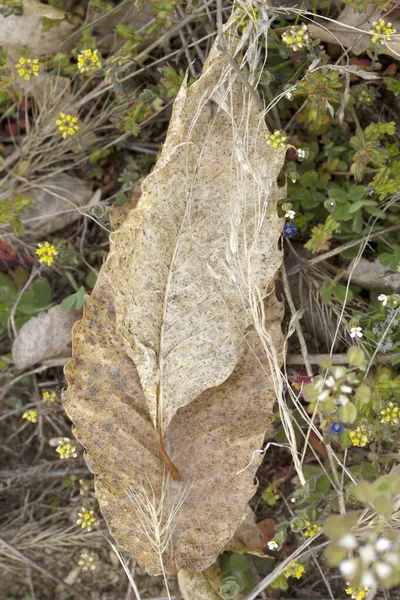 Сухие Листья Абстрактный Фон — стоковое фото