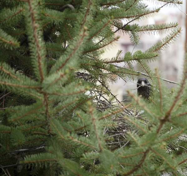 Magpie Köknar Ağacına Yuva Yapıyor — Stok fotoğraf