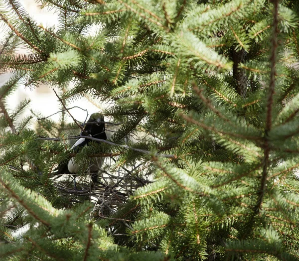 Magpie Köknar Ağacına Yuva Yapıyor — Stok fotoğraf