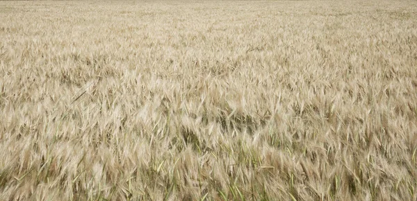 Pola Zbóż Przed Zbiorami Pole Pszenicy — Zdjęcie stockowe