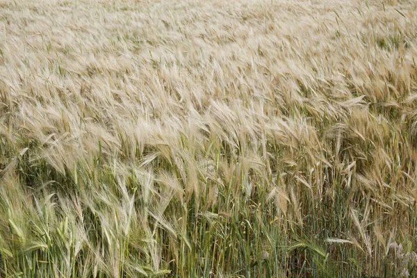 Campos Cereales Antes Cosecha Campo Trigo — Foto de Stock