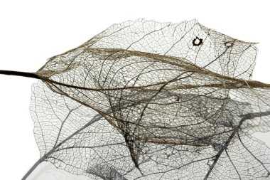 Yaprak damar iskeletinin makro görüntüsü. Soyut doku arkaplanı.