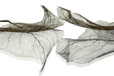 Yaprak damar iskeletinin makro görüntüsü. Soyut doku arkaplanı.