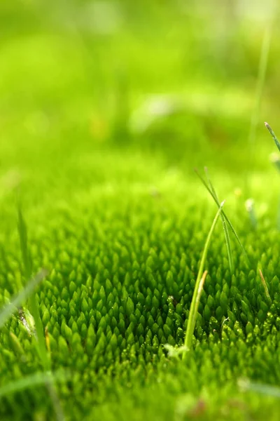 Grünes Moos Auf Schlammigem Feld Hintergrund — Stockfoto