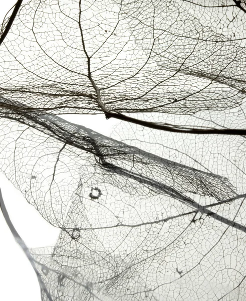 Макрознімок Скелета Листя Вени Тло Абстрактної Текстури — стокове фото