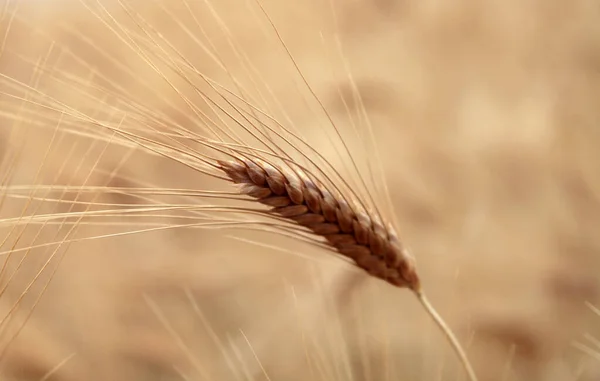 Gold wheat seed. Wheat field.