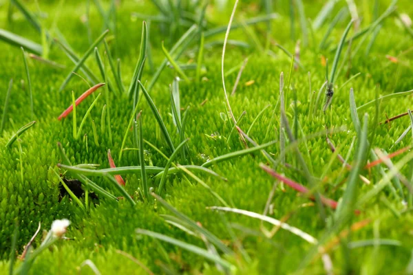 Green Moss Muddy Field Background — Stock Photo, Image
