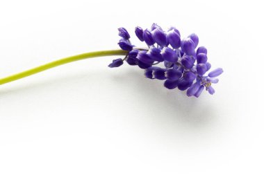 Mavi sümbül beyaz arkaplanda izole edilmiş.