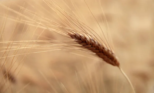 Gold wheat seed. Wheat field.