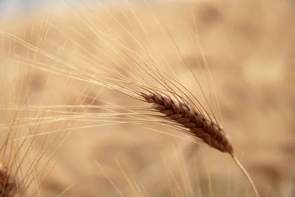 Sementes Trigo Campo Trigo — Fotografia de Stock