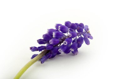 Mavi sümbül beyaz arkaplanda izole edilmiş.