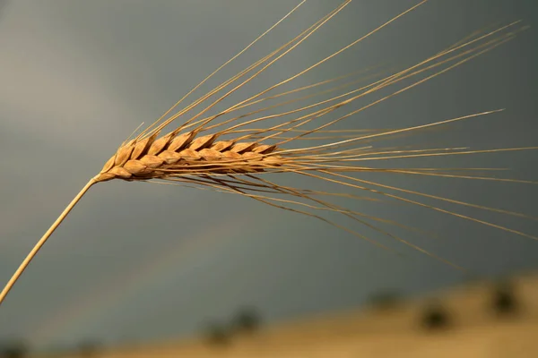 Gold wheat seed. Wheat field. Rainbow,.