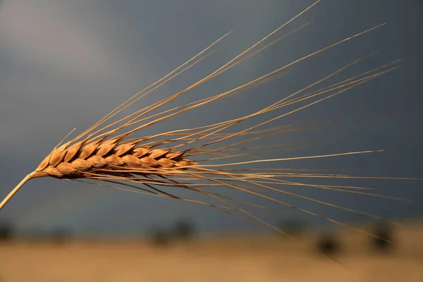 Sementes Trigo Campo Trigo — Fotografia de Stock