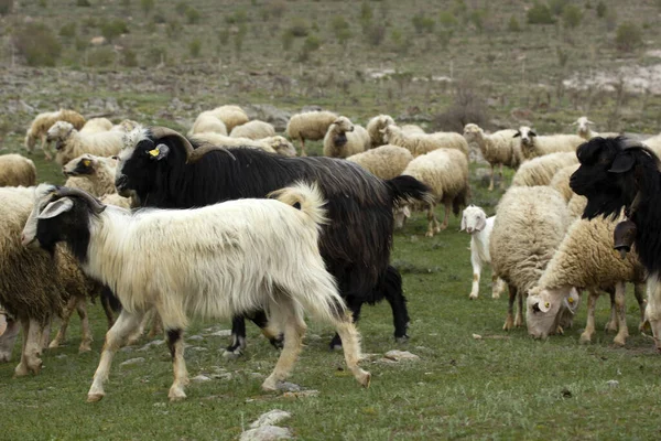 Cabras Ovelhas Rebanho Está Pastando Natureza — Fotografia de Stock