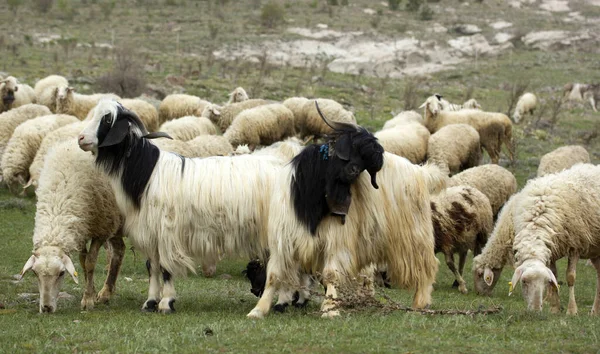 Cabras Ovelhas Rebanho Está Pastando Natureza — Fotografia de Stock