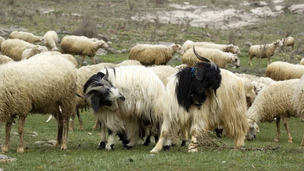 Cabras Ovejas Rebaño Está Pastando Naturaleza — Foto de Stock