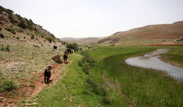 Herde Von Ziegen Und Schafen Fluss — Stockfoto